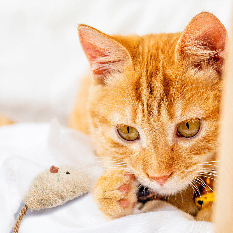Rato de Catnip para Gatos