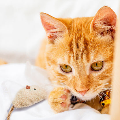Rato de Catnip para Gatos